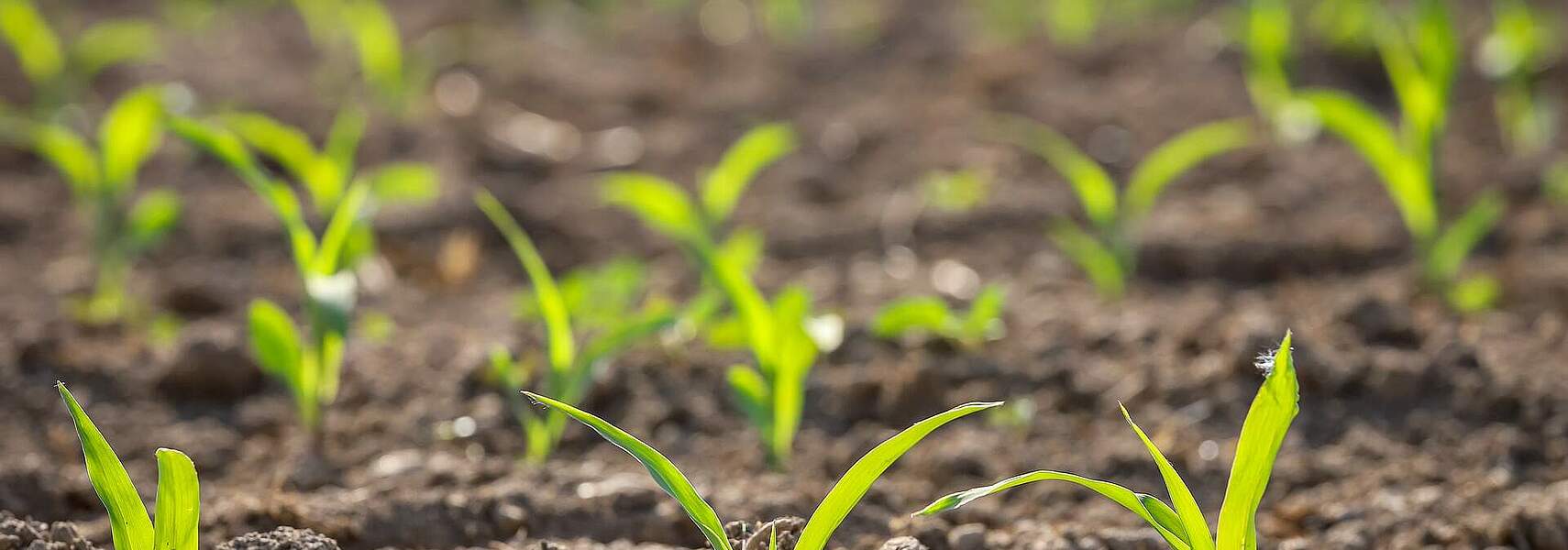 „Zukunftsprogramm“ ist Affront gegen die Landwirtschaft