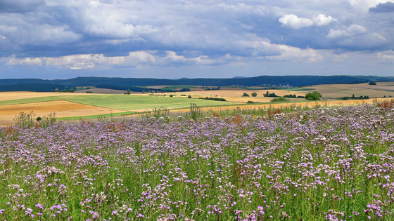 Suchergebnis Vorschaubild