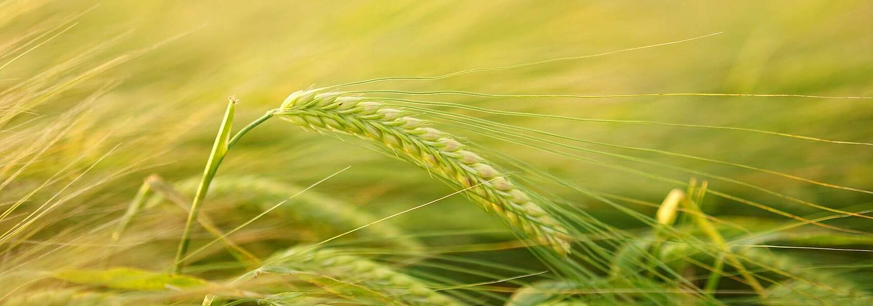 Deutsche Landwirte brauchen eine zukunftsfähige GAP