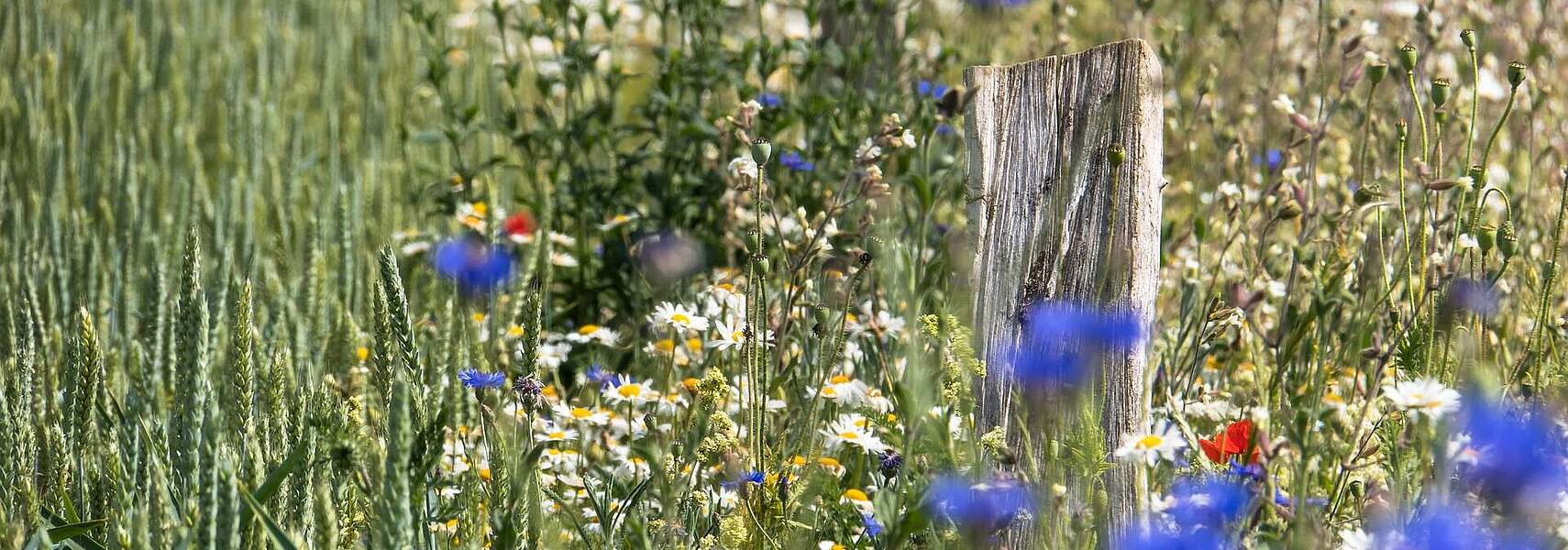 Treibhausgasemissionen der Landwirtschaft weiter rückläufig