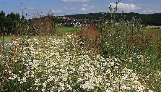 Quelle_Erwin_Koch_freie_Nutzung__6_.jpg