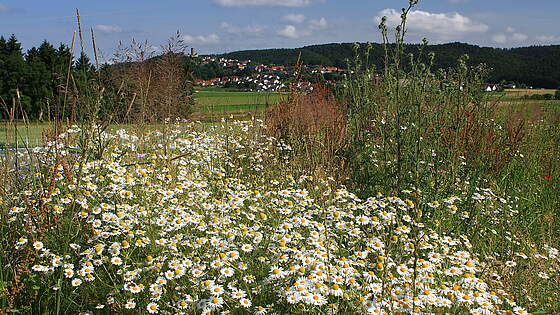 Suchergebnis Vorschaubild