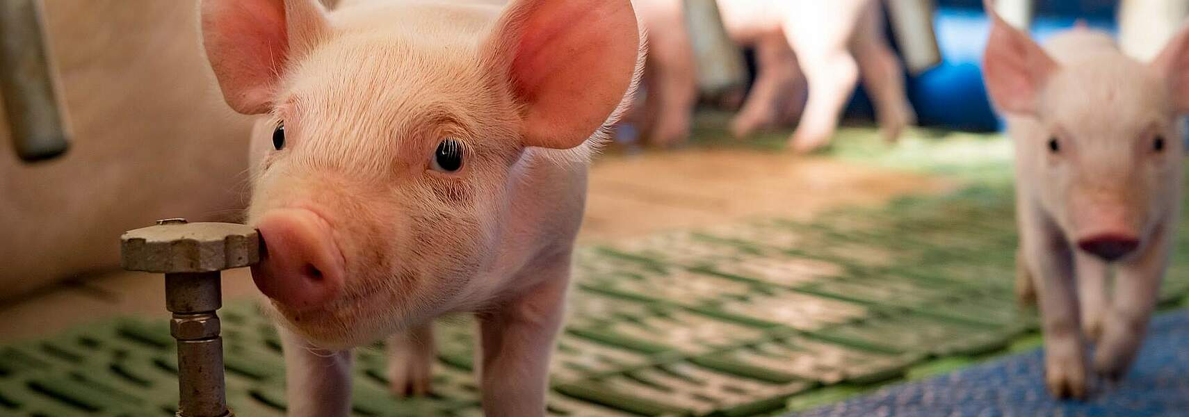 Rukwied: „Export“ der Schweinehaltung endlich stoppen!