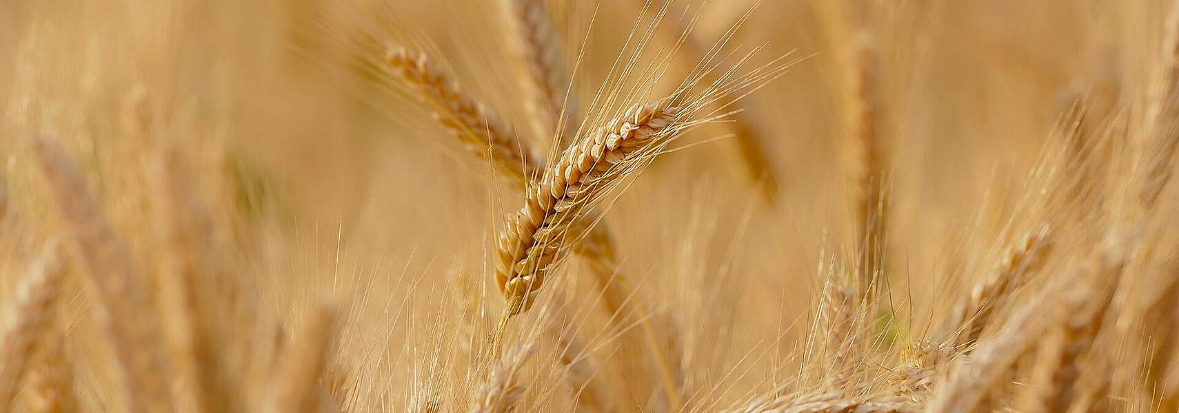 Deutsche Landwirtschaft punktet bei Pflanzenschutzmittel-Monitoring