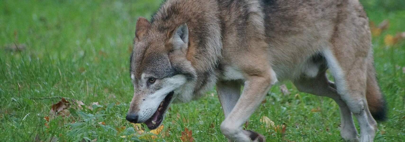 Hoher Schutzstatus des Wolfes ist nicht mehr zu rechtfertigen